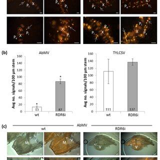 Localization Of AbMV Or TYLCSV DNA In Leaves Of Wild Type Wt And