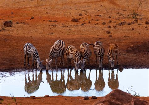 Common Zebras Equus Quagga Drinking In A Water Pond Coa Flickr