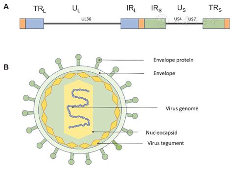 Herpes B Virus History Zoonotic Potential And Public Health