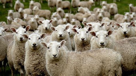 beginners guide  sheep lamb farming