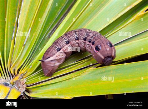 A Tersa Sphix Moth Caterpillar Xylophanes Tersa Displaying Snake