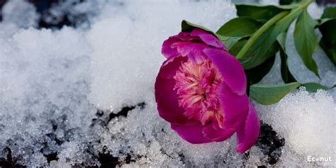 Purple Peony Varieties For Your Flower Garden