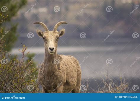 Landscape Photo Of Bighorn Sheep In Kelowna Stock Image Image Of