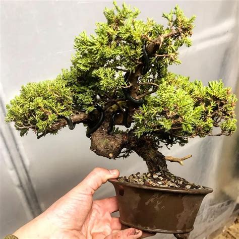 Green Mound Juniper Expert Bonsai Care Tips