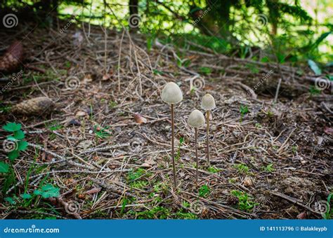 Mushrooms Psilocybe Semilanceata Stock Photo - Image of fungi, fragile ...