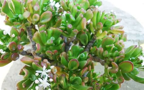 Rbol De Jade Crassula Ovata Cuidados Y Curiosidades