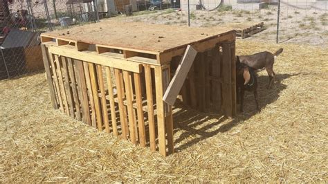 How to build a goat pen - homesteadthedesert.com | Goat pen, Cheap ...