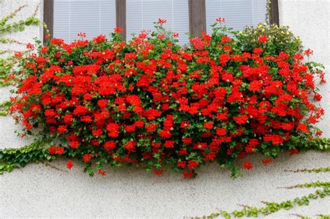 Prekrasne I Jednostavne Pelargonije Kako Uzgajati Omiljeno Cvijeće Za