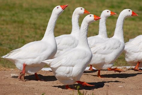 Embden Goose - British Waterfowl Association