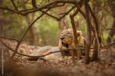 Asiatic lion in the nature habitat in Gir forest. Very rare animal ...