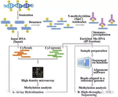 Dna甲基化测序方法介绍 Public Library Of Bioinformatics