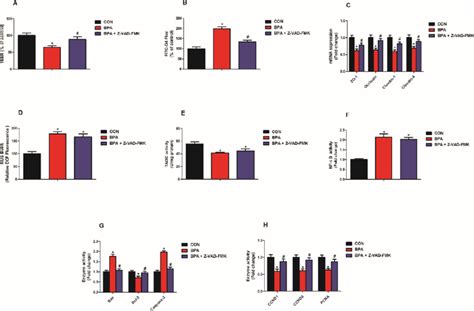 Effects Of Apoptosis And Proliferation Balance On Barrier Function