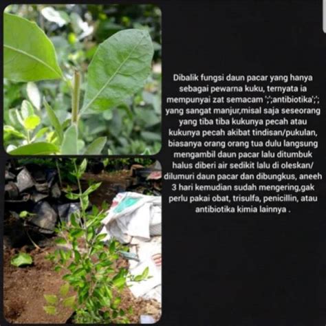 Jual Bibit Pohon Pacar Arab Tanaman Pewarna Kuku Pohon Daun Henna