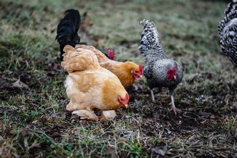 Do Bantam Chickens Lay Eggs? The Best Small Breeds - The Little Modern Farm