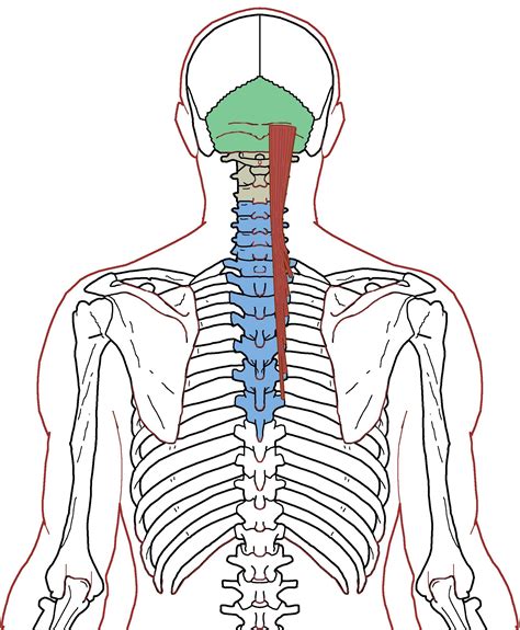 Semispinalis Capitis Functional Anatomy Neck Muscles Artofit