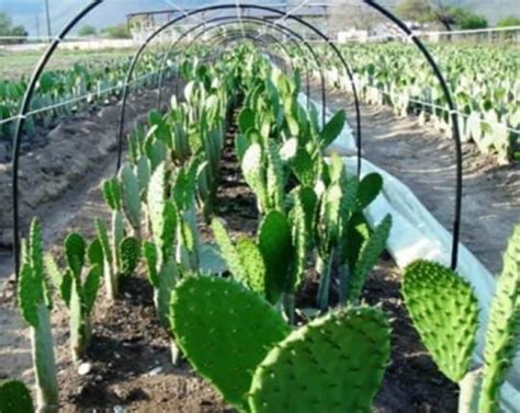 Producción De Nopal En Túnel Intagri Sc