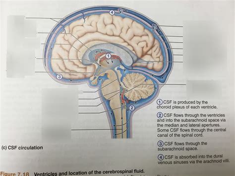 CSF Circulation Pt 1 Diagram Quizlet