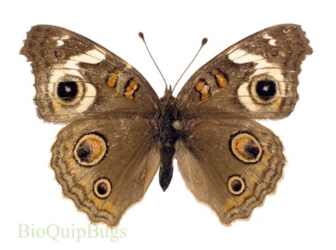 Junonia coenia - BioQuipBugs