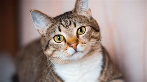 El Día Internacional del Gato se celebra hoy 8 de agosto Cadena del