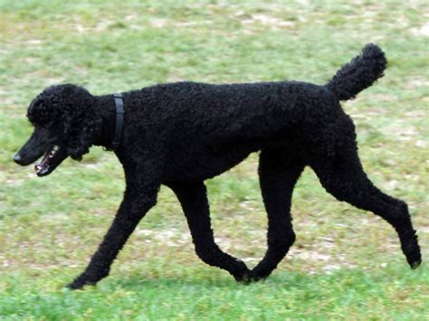 Standard Poodle - All Big Dog Breeds