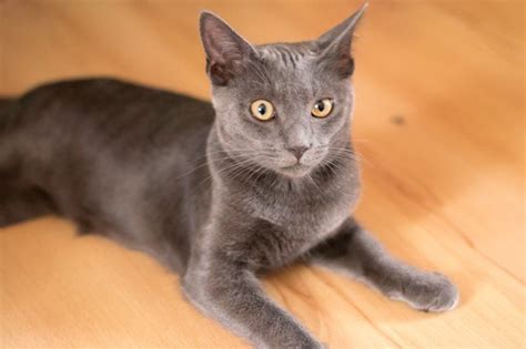 Korat Cat Breed Information Pictures Characteristics Facts Tabby