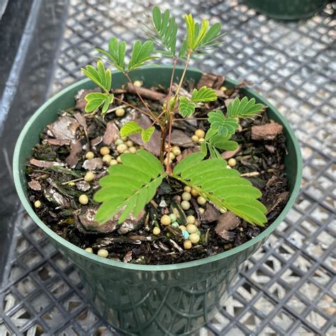 Sensitive Plant Mimosa Pudica Butterfly World