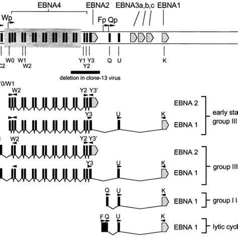 Simplified Schematic Representation Of EBNA1 And EBNA2 Gene Transcripts