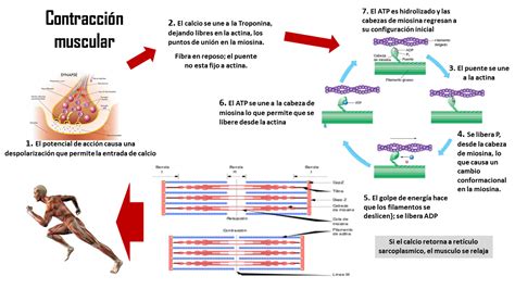 FISIOLOGÍA BÁSICA Sarcómero Teoría del Filamento Deslizante de la