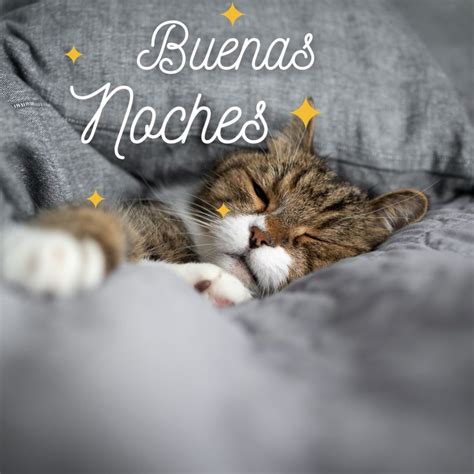 Buenas Noches Gatos Fotos De Gatitos Tiernos Para Whatsapp