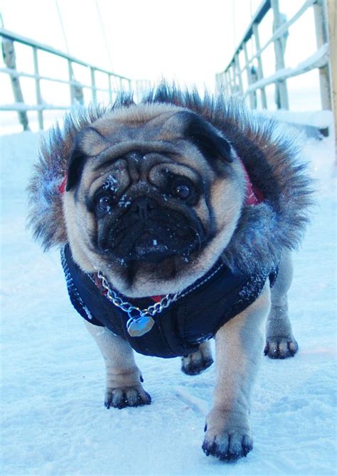 Pug Got In Ice Age Dog Clothes Cute Pugs Pug Puppies