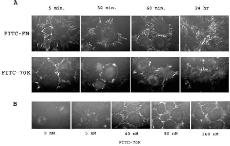 Figure 4 From The N Terminal 70 Kda Fragment Of Fibronectin Binds To