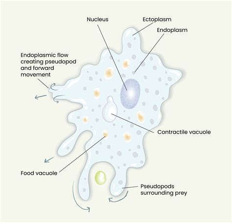 Illustration Of Amoeba Anatomy Diagram 37740719 Vector Art At Vecteezy