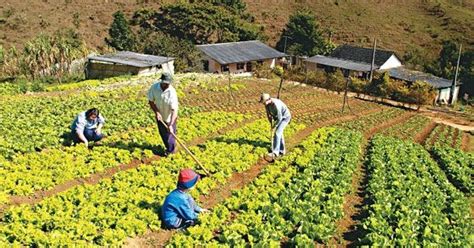 Soluciones Agropecuarias Que Es La Agricultura