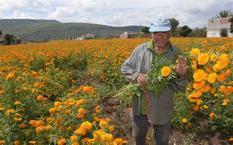 previo a día de muertos Comienza corte de flor de cempasúchil en