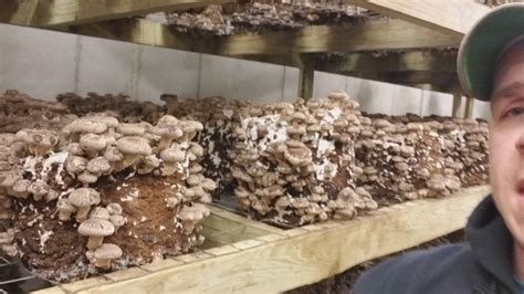 Growing Oyster And Shiitake Mushrooms Eradicating Contams In The Grow