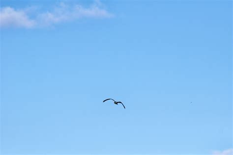 Free Images Bird Wing Sky Flight Toy Canada Quebec Osprey