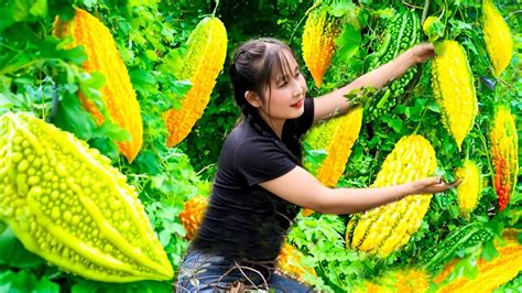 How To Harvest Bitter Melon Goes To The Market Sell Harvesting And