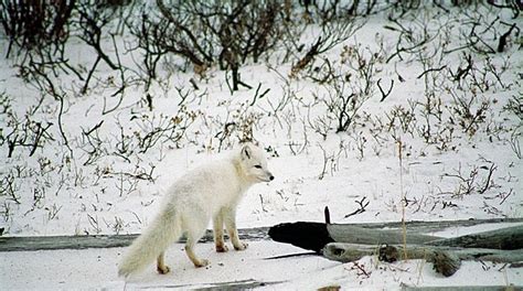 white fox arctic fox-009 | Arctic fox, Wolf images, White fox