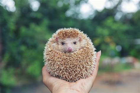 Conheça o ouriço pigmeu africano o hedgehog Petlove