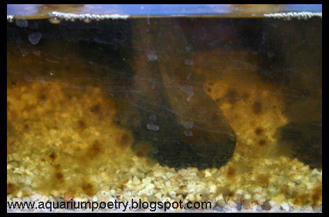 Aquarium Algae ID (updated May6th '10 Surface Skum): Brown algae