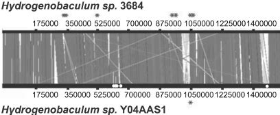 Synteny Between The Dragon Spring And Y04AAS1 Hydrogenobaculu M