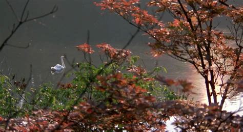 Cult Film Freak REVIVING WOODY ALLEN S A MIDSUMMER NIGHT S SEX COMEDY