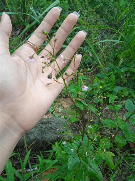 Talinum Paniculatum Jacq Gaertn