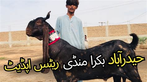 Hyderabad Bypass Bakra Mandi 2024 Latest Update Rates Update