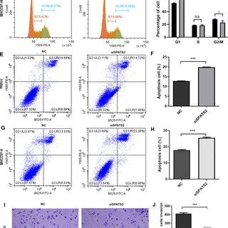 Knockdown Of SPATS2 Affects Cell Cycle Apoptosis And Cell Invasion In