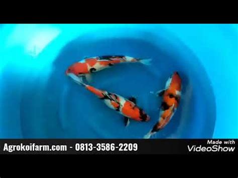 Jual Ikan Koi Showa Lokal Berkualitas Dari Agro Koi Farm Youtube