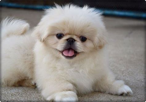 937 Best Pekingese Puppies Fur Baby Pekes Images On Pinterest Fur