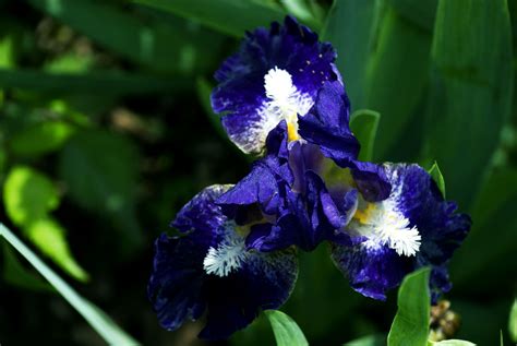 Trajectory Dwarf Iris Dwarf Iris, Bearded Iris, Plants, Plant, Planets