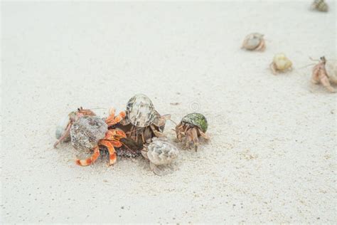 1 276 Hermit Crabs Stock Photos Free Royalty Free Stock Photos From