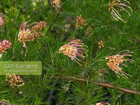 Grevillea Semperflor Stock Photo By Ernie Janes Image